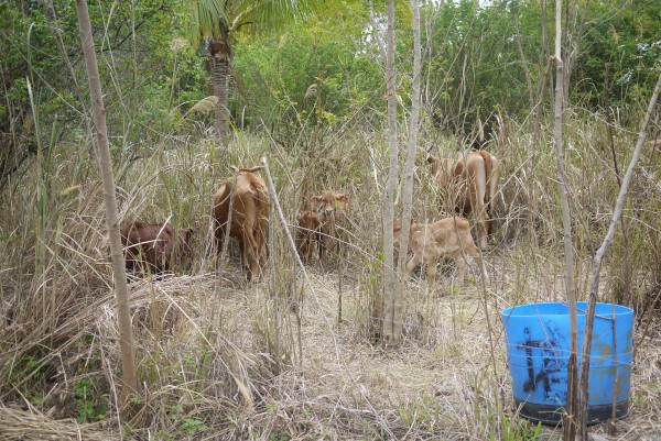 Au milieu de la jungle... une rencontre