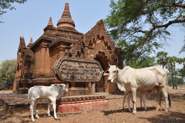 Les vaches sauvages gardent le temple