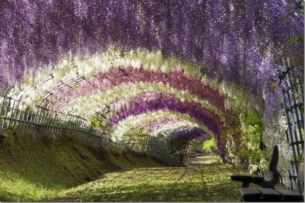 Tunnel de fleurs