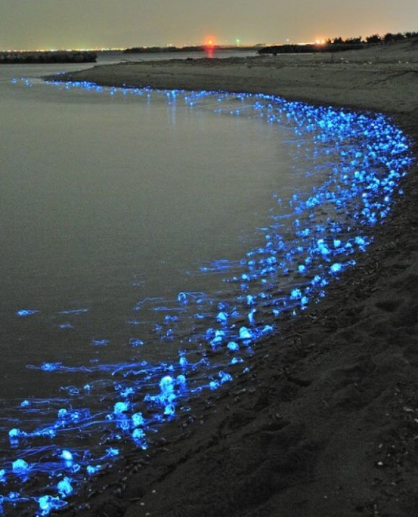 Calamars fluoréssants au Japon