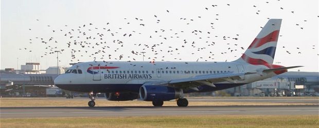 Quand un avion percute un oiseau, le résultat est surprenant et effrayant