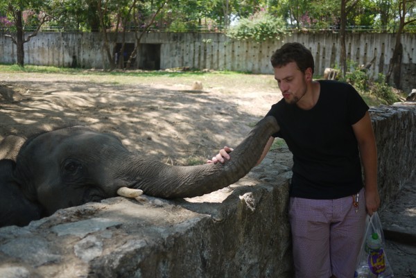 Au zoo de Rangoon... pas de normes de sécurité, de cage, ou de fossé... 