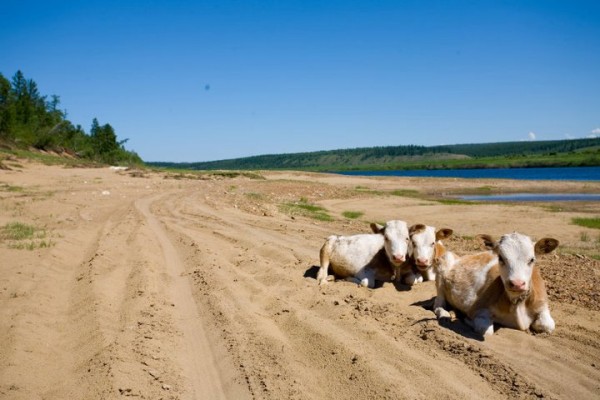 Vaches dans la boue à Yakutsk en Sibérie