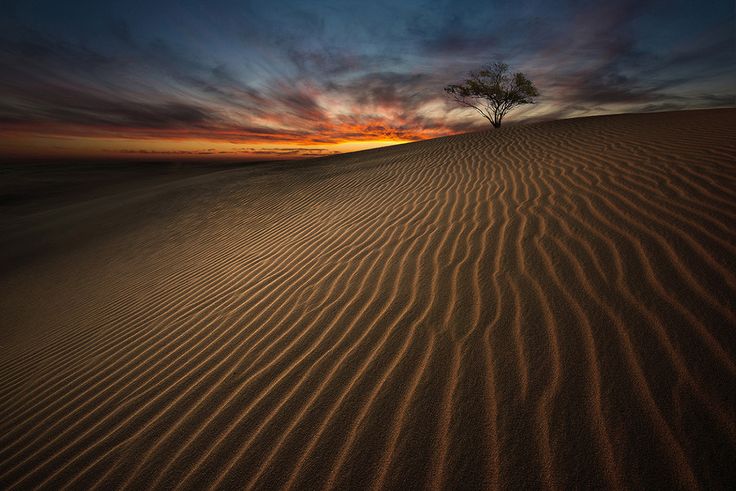 Arbre solitaire dans le désert