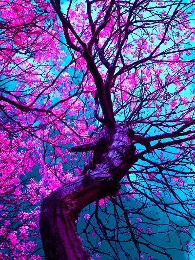 Cerisiers en fleur au Japon